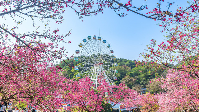 石门公园樱花