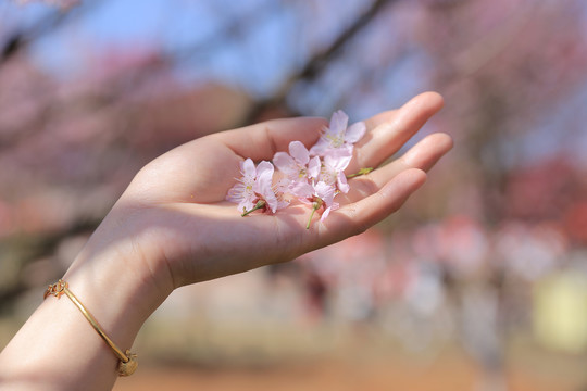 手捧樱花