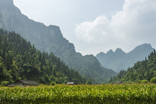 高山上的玉米地