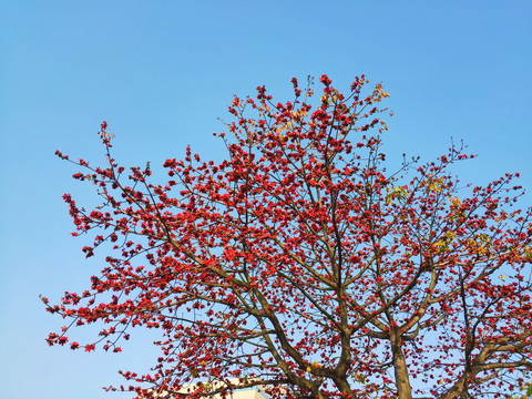 红花花枝