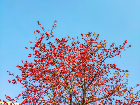 红棉花枝