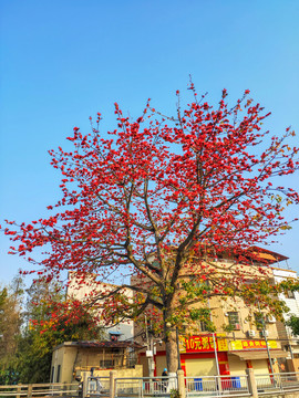 红木棉树