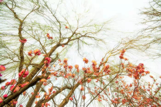 桃花