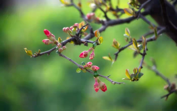 桃花