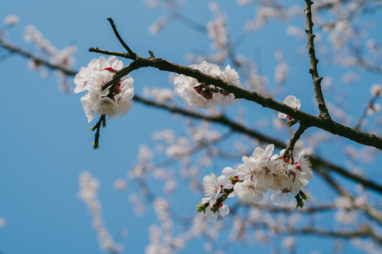 白色桃花