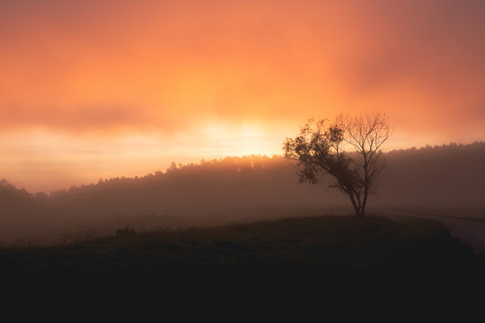 日出红雾一棵树