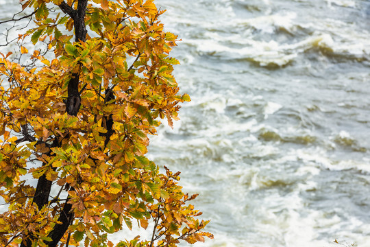 秋季河流激流树秋叶