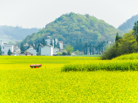 春天田园风光