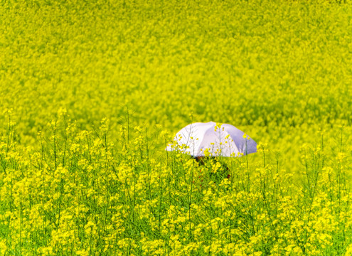 油菜花海