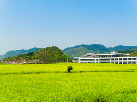 乡村油菜花