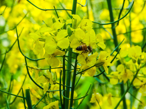 油菜花