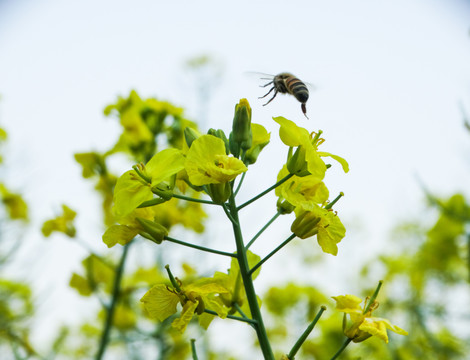 油菜花