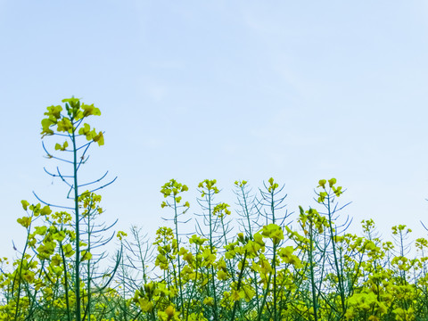 油菜花