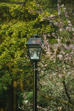 春天里的庭院灯