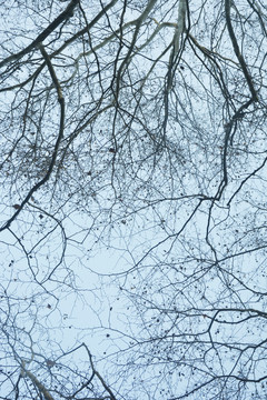 树枝与天空