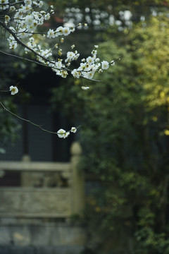 唯美梅花花枝