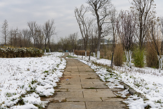 滇池湿地雪景