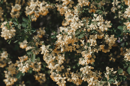 春天鲜花背景