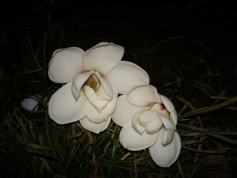 玉兰花