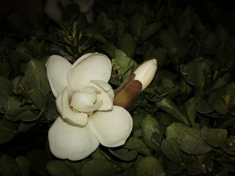 玉兰花