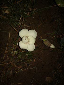 玉兰花