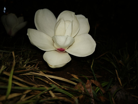 玉兰花