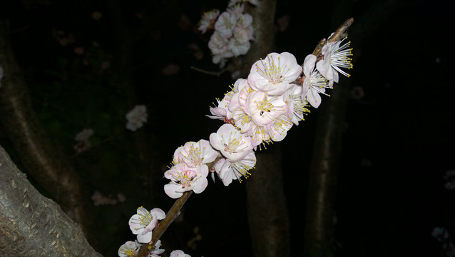 杏花
