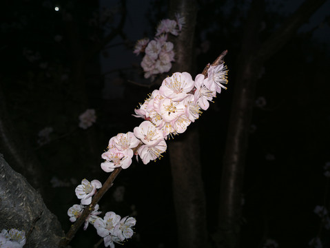 杏花
