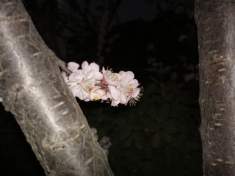杏花