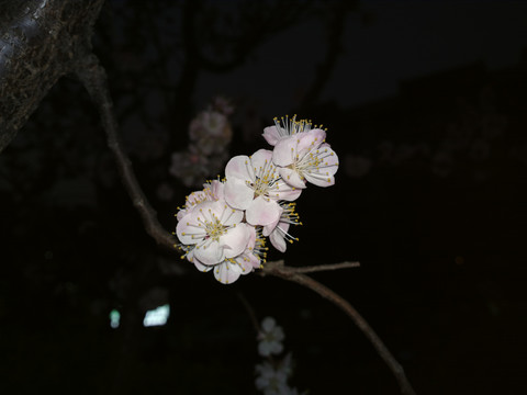 杏花