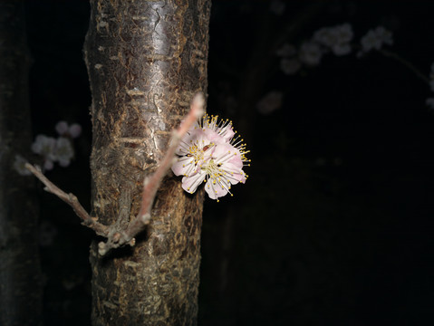 杏花