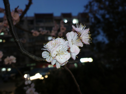 杏花
