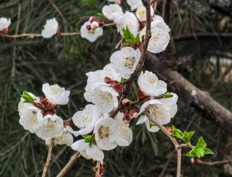 日本樱花