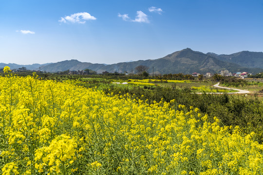 油菜花地