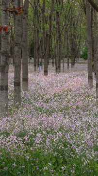 北京春天公园二月兰紫色鲜花