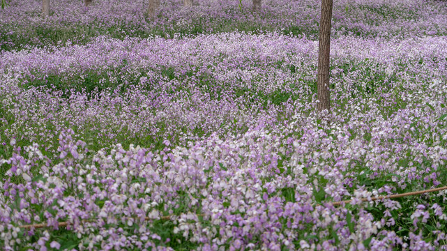 北京春天公园二月兰紫色鲜花