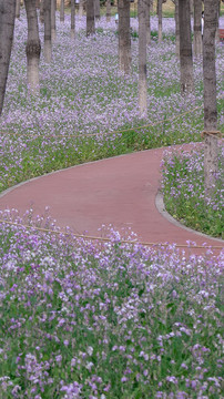 北京春天公园二月兰紫色鲜花