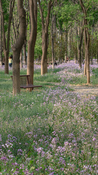 北京春天公园二月兰满地鲜花