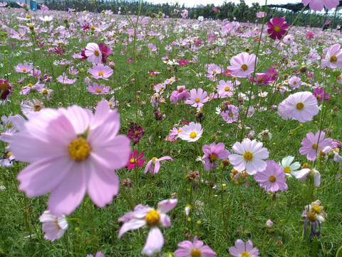 格桑花