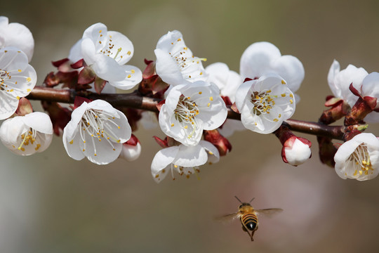 蜂恋花