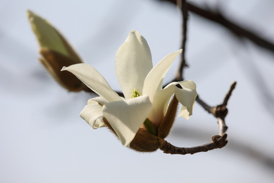 玉兰花