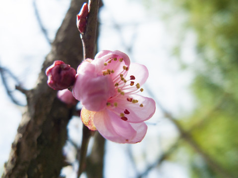 梅花