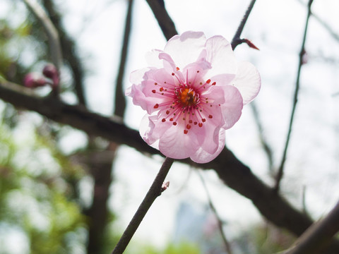 梅花