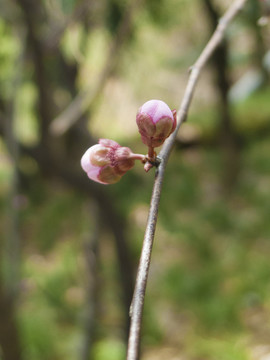 花苞