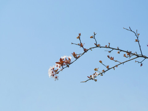 蓝天下的李花枝