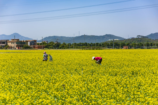 油菜花