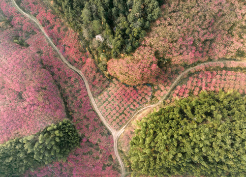 杭州市临安区米积山中国红樱花