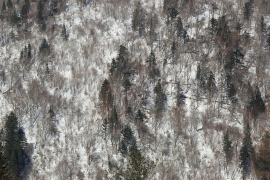 雪景山丘图片