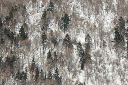 雪景山丘图片