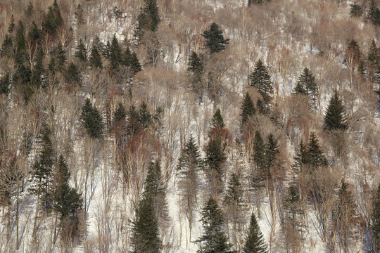 雪景山丘图片